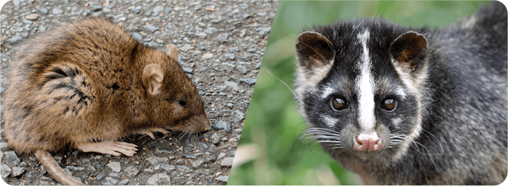 ネズミとハクビシン